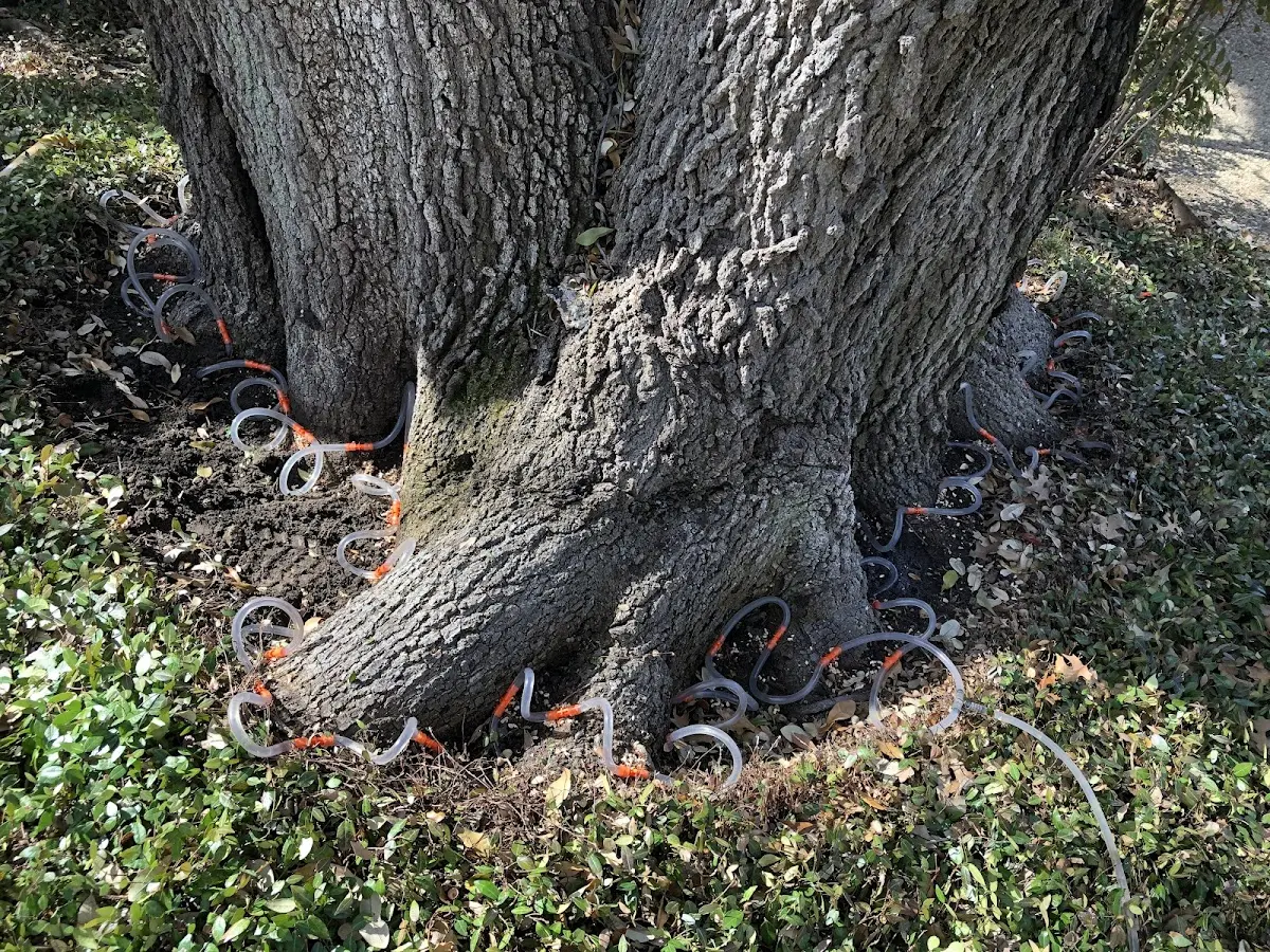 Detailed Tree Cabling and Bracing job site in Anvik