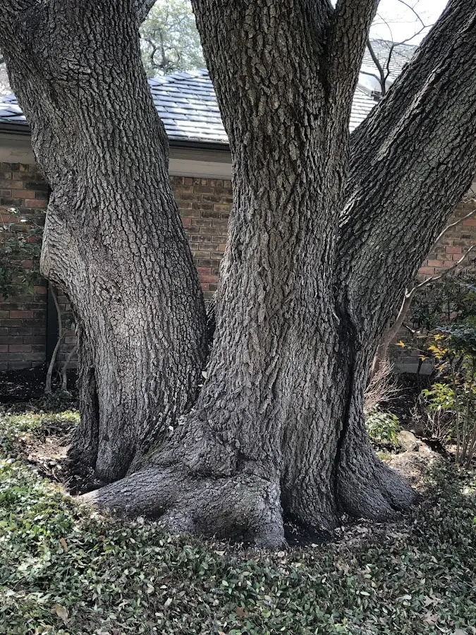 Mature heritage tree close to a Anvik property cared for by certified arborists